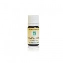 Huile essentielle d'Eucalyptus Radiata - 5mL