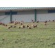 Mirvine : oeufs frais plein air de Mionnay