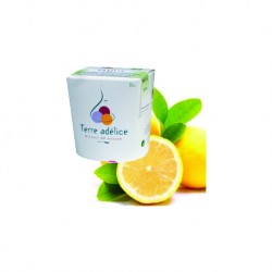 Sorbet citron Basilic BIO - Terre Adélice
