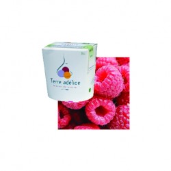 Sorbet framboise BIO - Terre Adélice