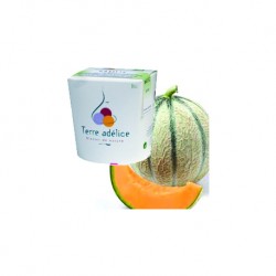 Sorbet Melon BIO- Terre Adélice